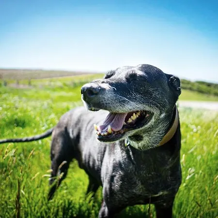 White Eden - Explore Cornwall From A Comfy *